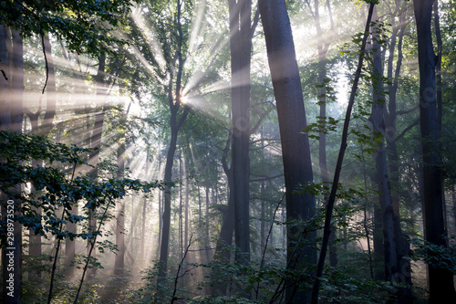 Fototapeta Naklejka Na Ścianę i Meble -  Rezerwat Segiet UNESCO Bytom lasy