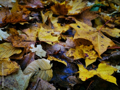 Autumn leaves Close up. Fall Forest trees. Nature background. © annagolant