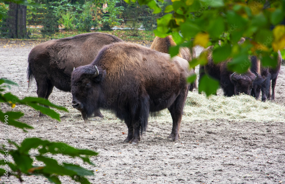 bisons walking in the prairie