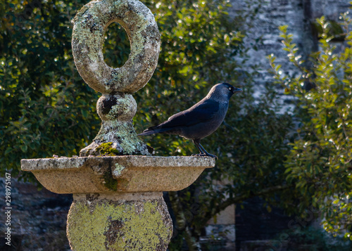 Blackbird/Vrow Perched upon Garden Ornament/Monument at Buckland Abbey, Devon photo