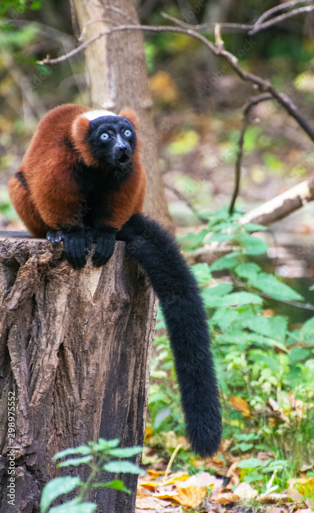 Fototapeta premium a red ruffed lemur rests on a tree