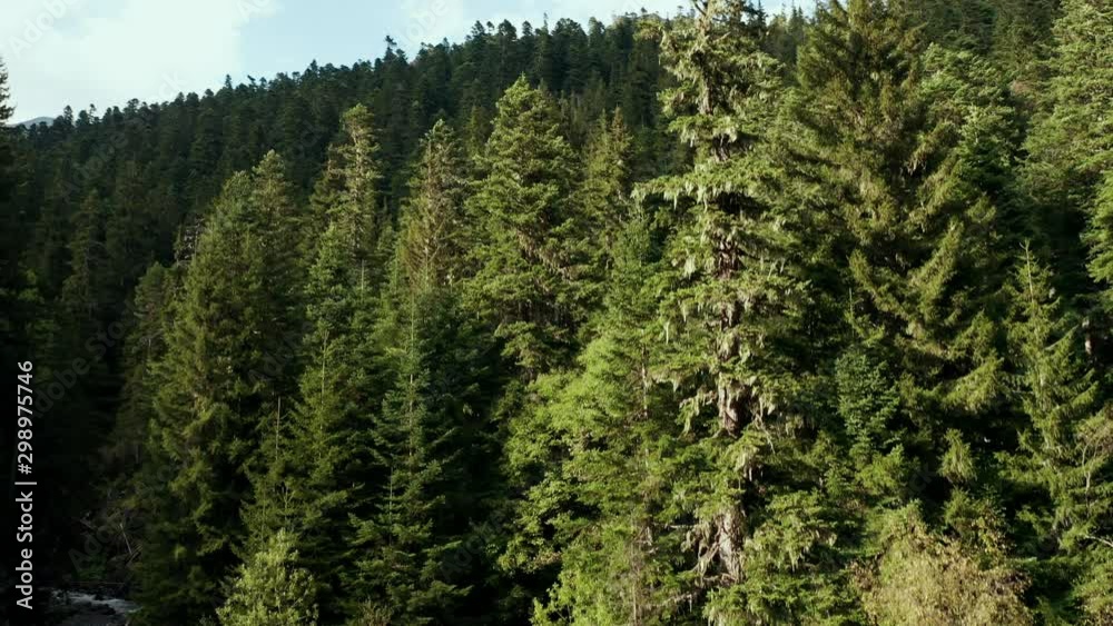 AERIAL; drone flying up along the deep coniferous forest; tall trunks of fir and pine trees; protected area; mountain terrain; beautiful nature landscape AERIAL; drone flying up along the deep coniferous forest; tall trunks of fir and pine trees; protected area; mountain terrain; beautiful nature landscape
