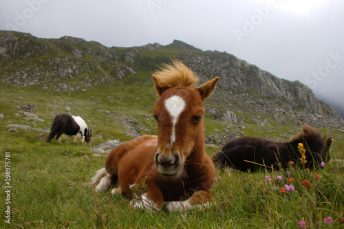 Fotografia Wild Shetland ponies at Cwm Idwal, Snowdonia National Park, Wales