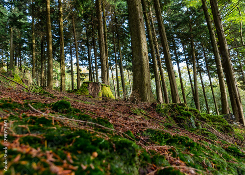 Tall Forest Trees Sit Atop a Bed of Brown Autumnal Foliage photo