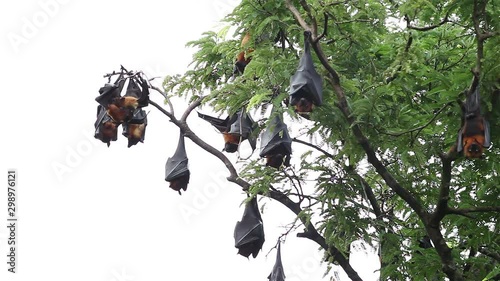 Crowd of Giant Fruit bat Relaxing on the tree