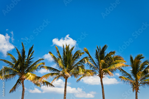 A Line of Palms on a Tropical Beach at a Luxury Resort with negative space for type