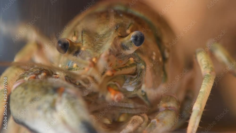 Crayfish or European Crayfish (Astacus astacus), close-up, soft focus Crayfish or European Crayfish (Astacus astacus), close-up, soft focus