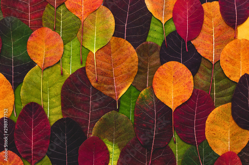 Obraz na plátne Colorful background made of fallen autumn leaves.