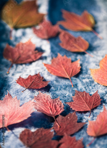 blue fur fabric texture with red autumn leafs frame over surface