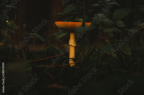 Orangener Pilz im Wald - herbstliche Farben