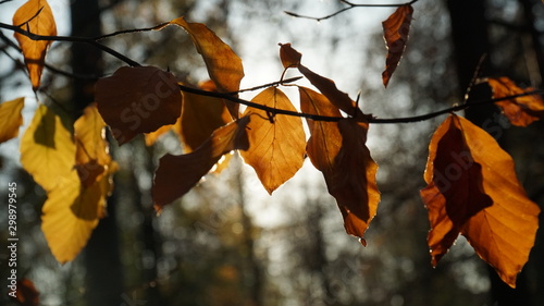 Fototapeta Naklejka Na Ścianę i Meble -  Jesienny_Poranek