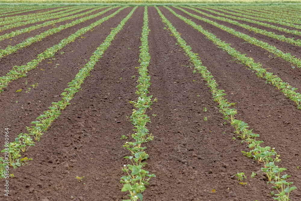 Strawberry fields, strawberry plants growing on farm in outdoor Strawberry fields, strawberry plants growing on farm in outdoor