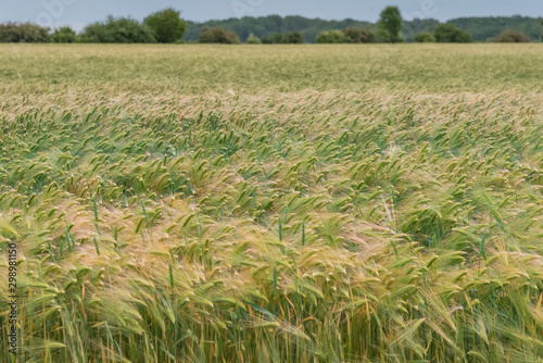 Rye, Secale cereale. Young rye seedlings growing in the field. Background photo