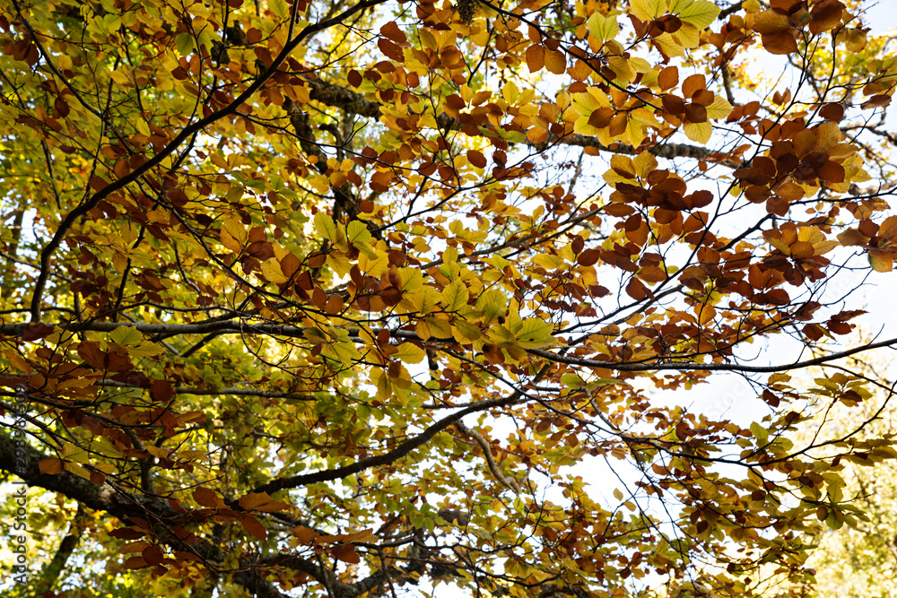 Árbol en otoño. Árbol en otoño.