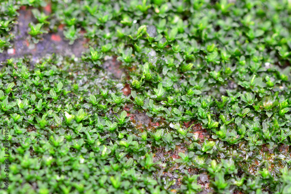 Beautiful green moss and flower of moss