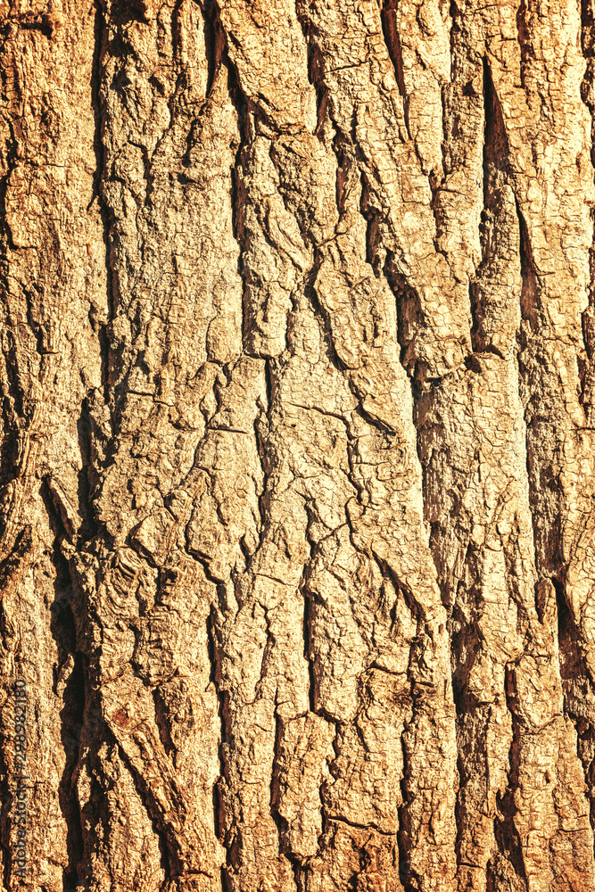 Obraz premium Texture d'écorce d'arbre