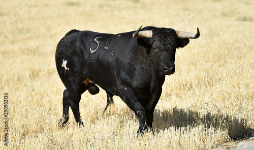 toro bravo negro español en el campo