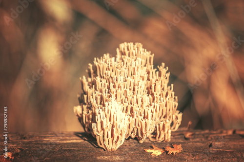 Champignon ressemblant à une forteresse sur une vieille souche d'arbre