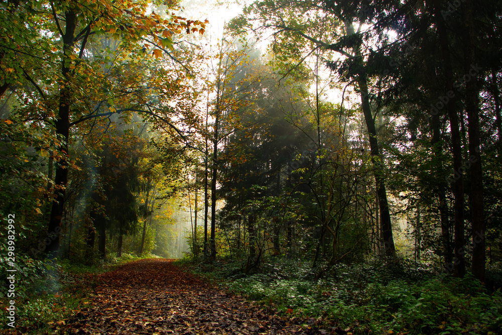 Fototapeta premium Sunrays glowing during sunrise after a foggy night in the forrest