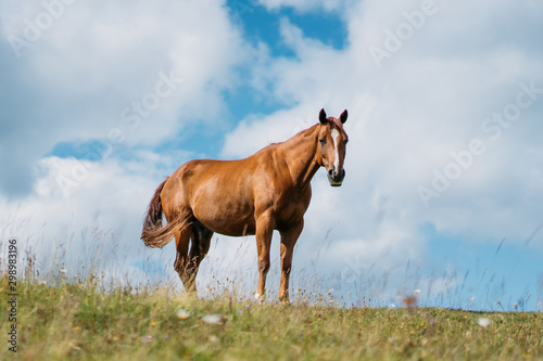 Pferd auf Almwiese © Siegfried Eichhorn