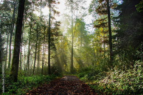 Sunrays glowing during sunrise after a foggy night in the forrest