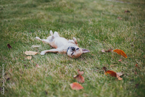 chihuahua dog having fun outdoor lying on the grass on his back  lying around  basking in the green grass  playing 1