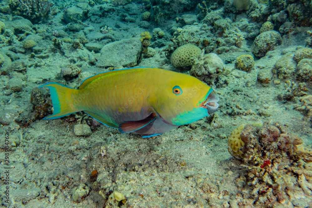 Fish swim in the Red Sea, colorful fish, Eilat Israel Fish swim in the Red Sea, colorful fish, Eilat Israel