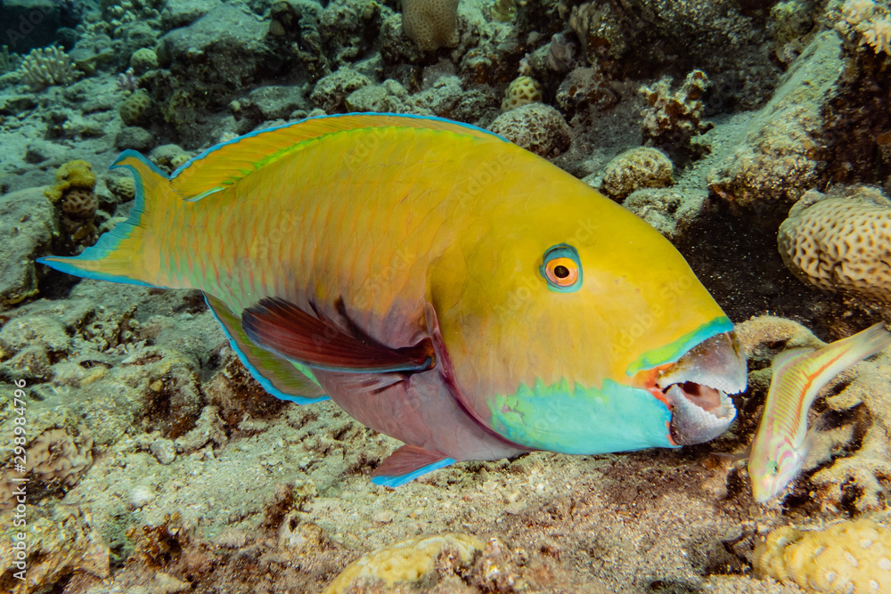 Fish swim in the Red Sea, colorful fish, Eilat Israel Fish swim in the Red Sea, colorful fish, Eilat Israel