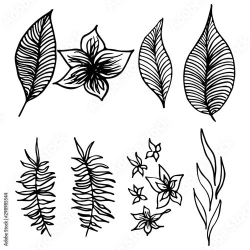 Set of summer tropical flowers. Floral botanical flower set isolated on white background. Hand drawn vector collection. Botanical Hawaii nature. Tropical palm icon. Hawaiian vector tattoo illustration