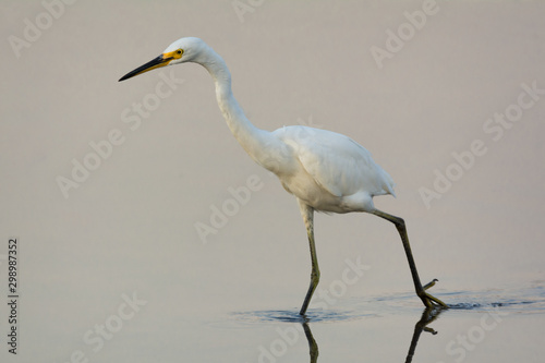 Little Egret on the hunt for food isolated, Australian native bird wading. © Steven