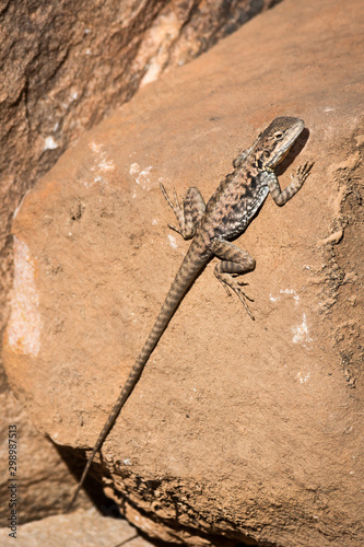 Female Peninsula Dragon sunning on a rock, small Australian native Lizard.