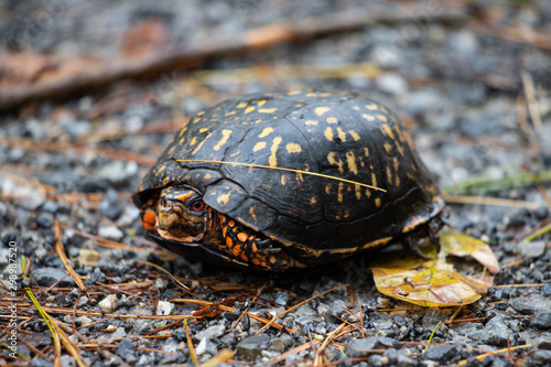 Box Turtle on a Hiking Trail in Southwest Virginia