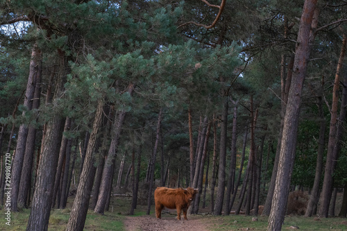 Scottish highlander at Mookerheide