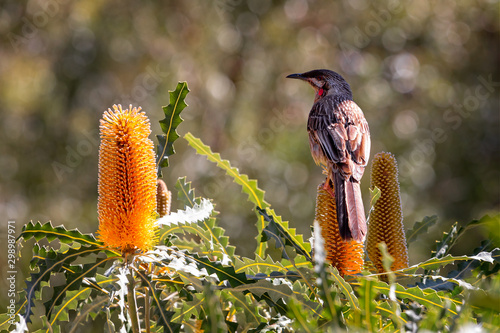 Close up of Australian Red Wattle Bird perched on brilliant yellow Banksia flower photo