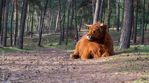 Scottish highlander at Mookerheide
