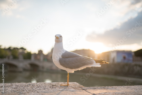 One Seagull standing on the floor by one leg