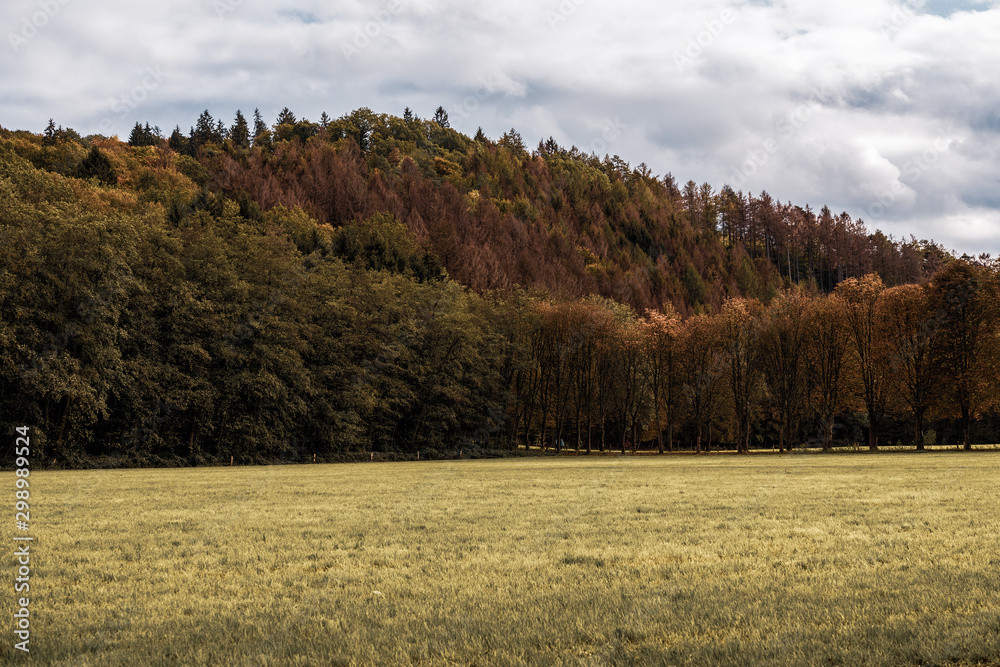 Panoramic view on autumn forest