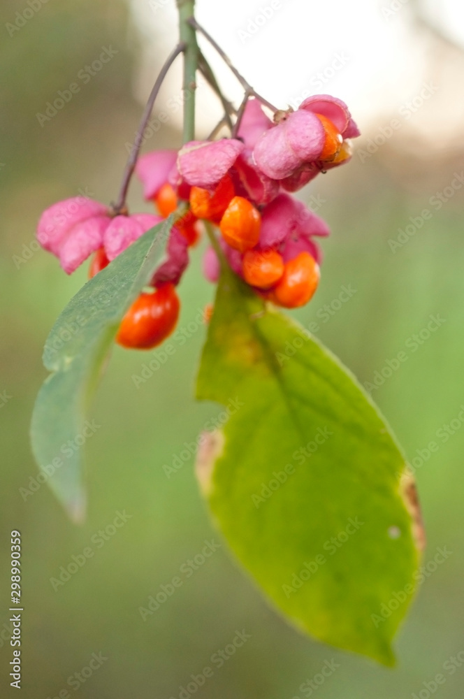 Obraz premium Pfaffenhütchen