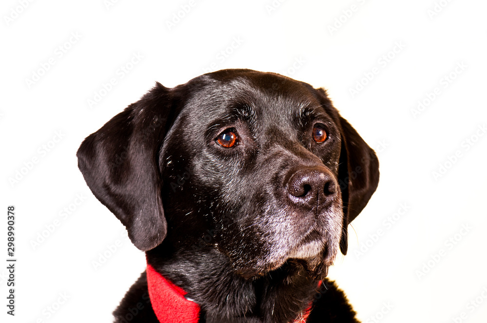 Obraz premium Labrador-Portrait mit weißem Hintergrund
