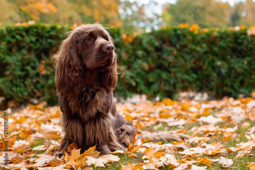 Adorable young brown Sussex Spaniel posing in a park