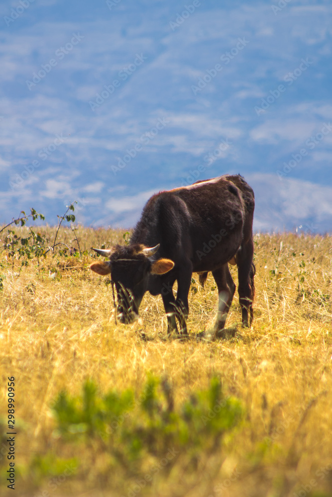 A black bull eating grass with a background of a mountain