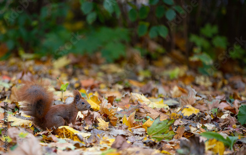 autumn leaves in forest, squirrel in autumn leaves