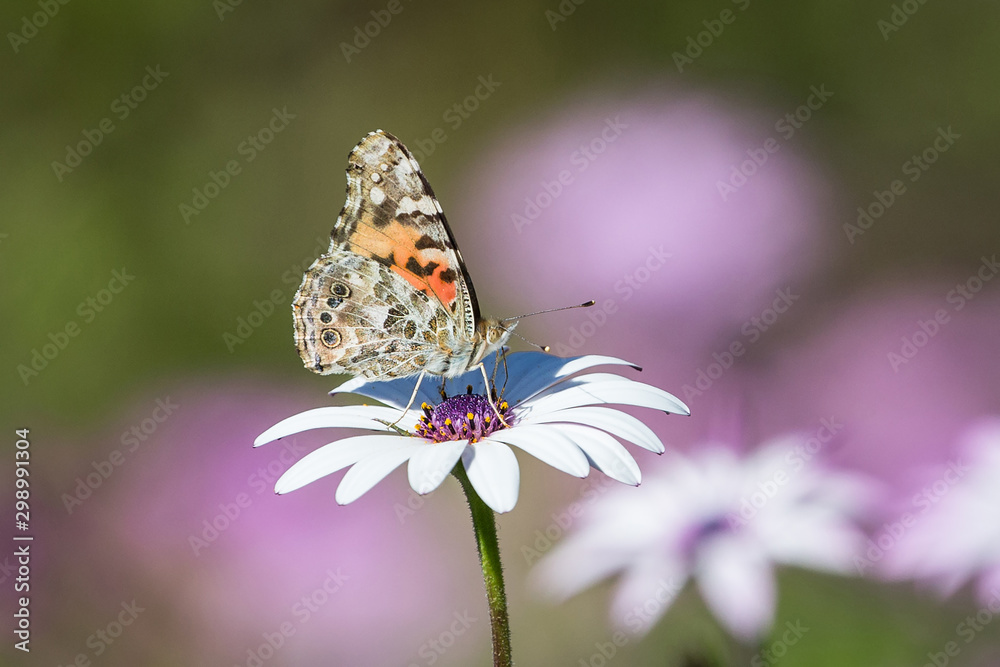Naklejka premium butterfly on flower