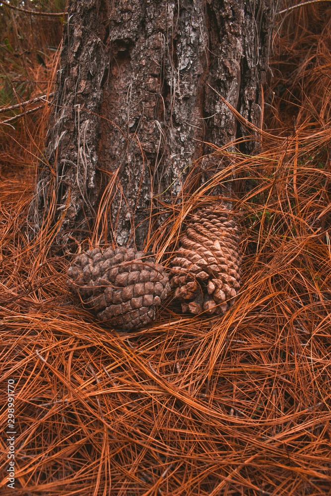 A few pines on the ground in front a trunk A few pines on the ground in front a trunk