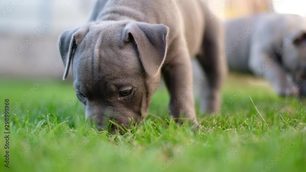 American bulli puppies walk on the grass in summer. American bulli puppies walk on the grass in summer.