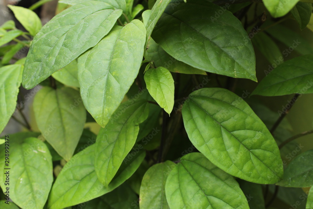 green leaves background