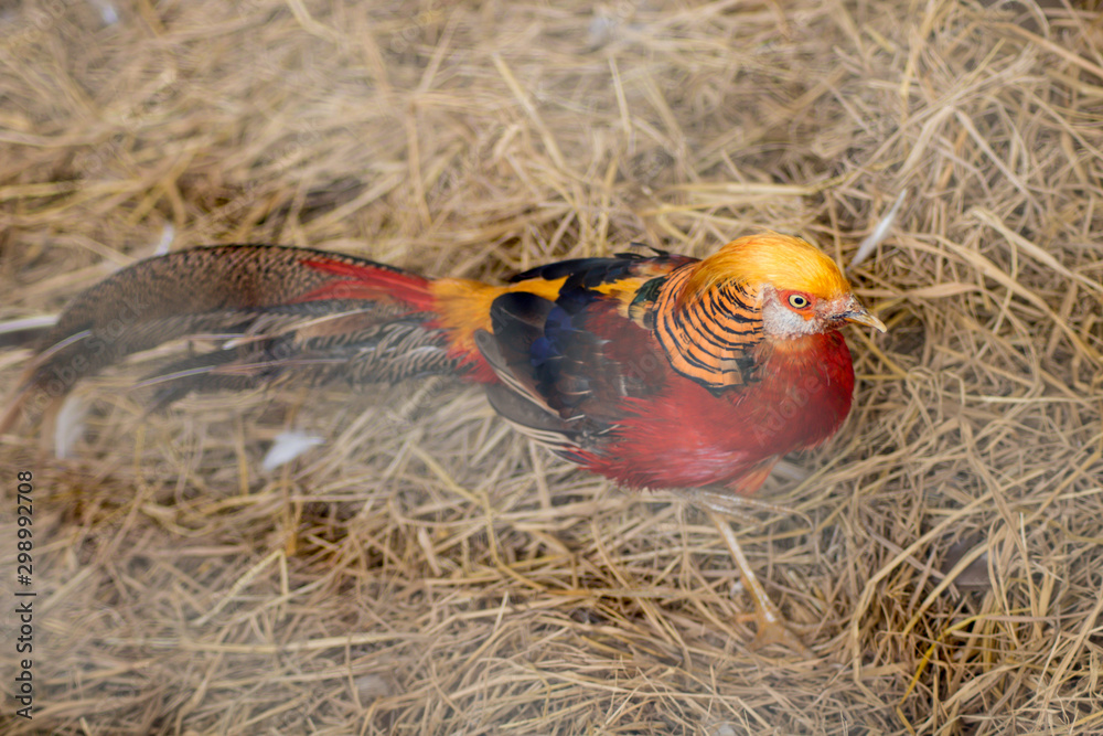 Fototapeta premium red gold bird