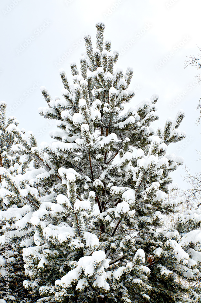 The image of a spruce tree. Frosty, snowy day. Winter scene. Wilderness. Fabulous beauty of the earth.