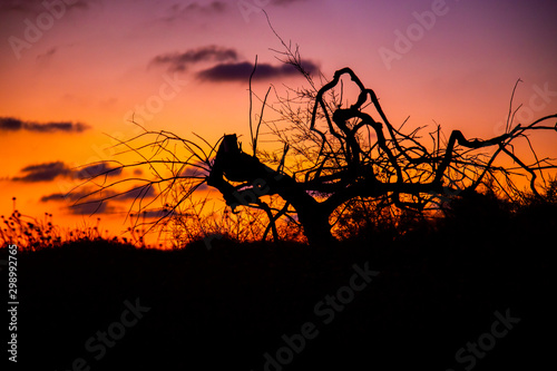 Dry tree on sunset background