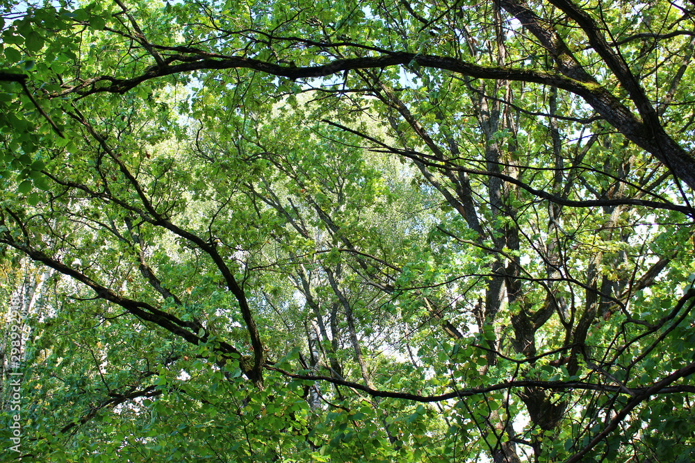 Background of green foliage at the top of the forest Background of green foliage at the top of the forest